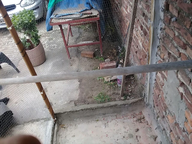 palo 2 palo 2