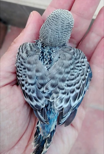 pollo3 pollo3