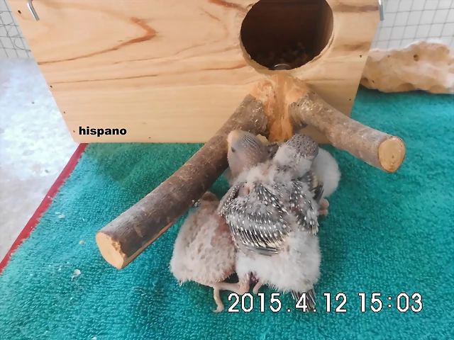 CIMG0974 CIMG0974