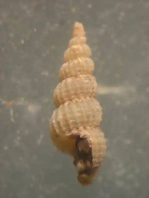 Mathildidae Mathilda mexicana FAM