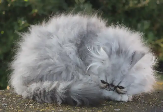 Persa Macho Silver Tabby Blotched