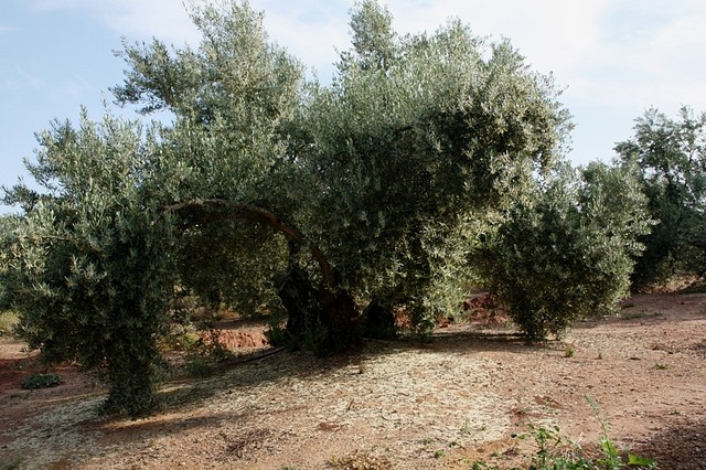 003, la oliva en flor