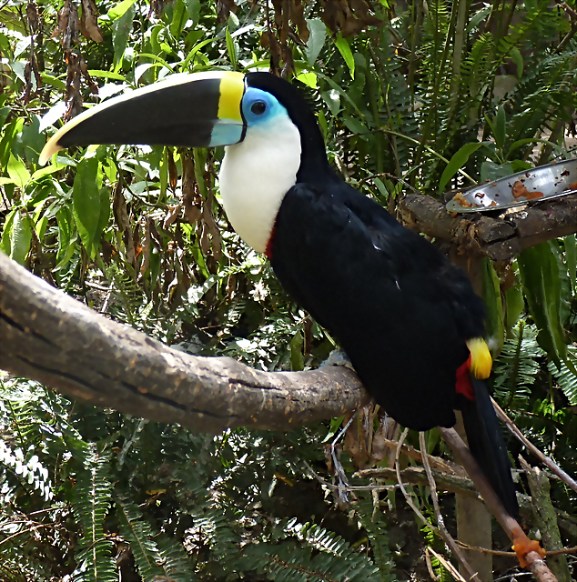 Ramphastos tucanus tucanus (6-10-23 Bioparque Amaru) Ramphastos tucanus tucanus (6-10-23 Bioparque Amaru)