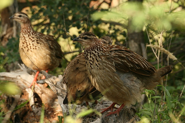 Johannesburg Kruger març 2009 1178 Johannesburg Kruger març 2009 1178