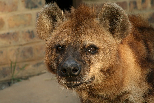 Kgaswane Mountain Reserve 19-04-09 & National Zoological Gardens 404 Kgaswane Mountain Reserve 19-04-09 & National Zoological Gardens 404