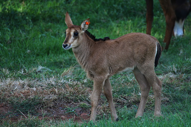 Kgaswane Mountain Reserve 19-04-09 & National Zoological Gardens 297 Kgaswane Mountain Reserve 19-04-09 & National Zoological Gardens 297
