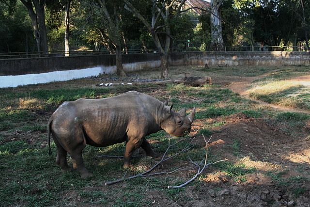 Kgaswane Mountain Reserve 19-04-09 & National Zoological Gardens 350 Kgaswane Mountain Reserve 19-04-09 & National Zoological Gardens 350