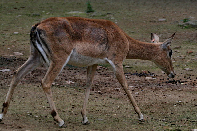 Zoo de Barcelona 15-02-11 612 Zoo de Barcelona 15-02-11 612