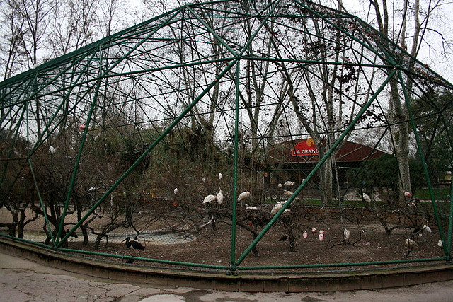 Zoo de Barcelona 15-02-11 636 Zoo de Barcelona 15-02-11 636