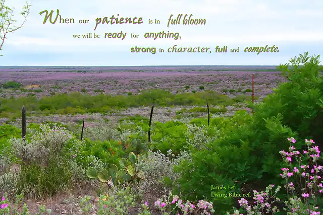patience_in_full_bloom