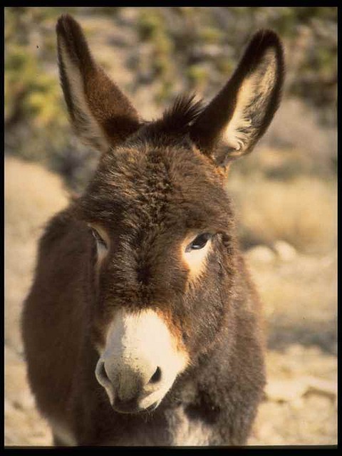 burro1