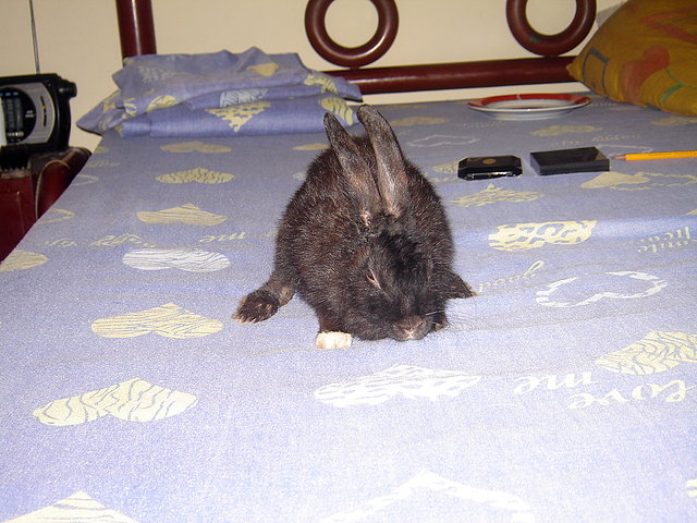 NEGRITA NEGRITA