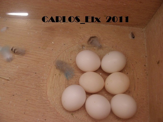 kitty y caramelo 2-4-11