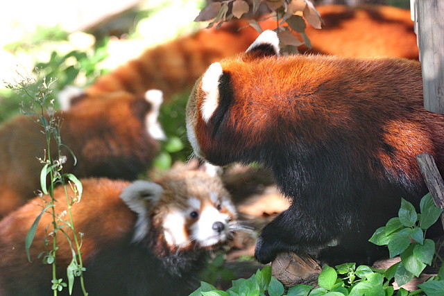 Zoo de Barcelona 06-12-11 025 Zoo de Barcelona 06-12-11 025