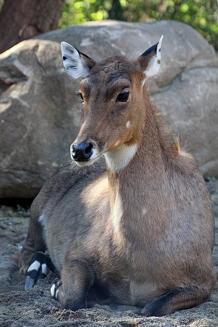 Zoo de Barcelona 06-12-11 287 Zoo de Barcelona 06-12-11 287