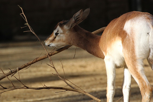 Zoo de Barcelona 06-12-11 076 Zoo de Barcelona 06-12-11 076