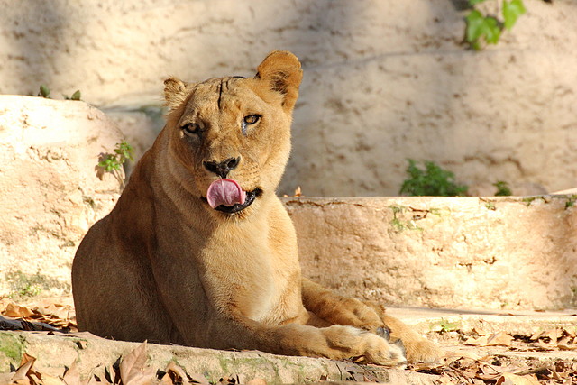 Zoo de Barcelona 06-12-11 360 Zoo de Barcelona 06-12-11 360