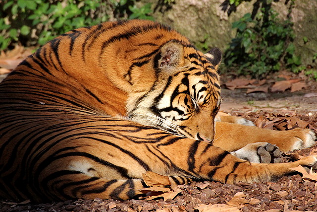 Zoo de Barcelona 06-12-11 356 Zoo de Barcelona 06-12-11 356