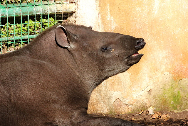 Zoo de Barcelona 06-12-11 133 Zoo de Barcelona 06-12-11 133