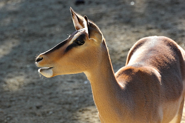 Zoo de Barcelona 06-12-11 127 Zoo de Barcelona 06-12-11 127