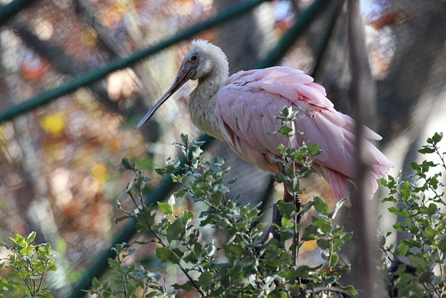 Zoo de Barcelona 06-12-11 177 Zoo de Barcelona 06-12-11 177