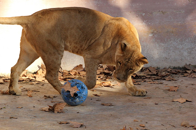 Zoo de Barcelona 06-12-11 393 Zoo de Barcelona 06-12-11 393