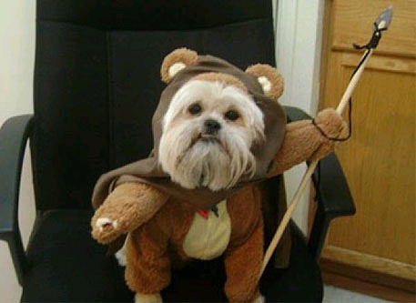 star-wars-dog