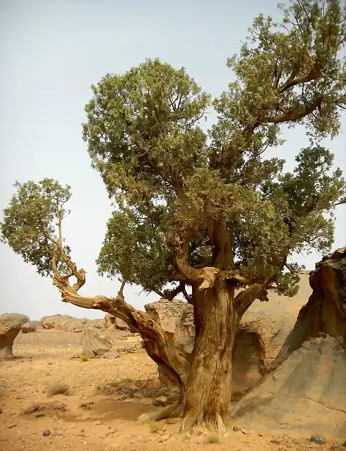 Cupressus dupreziana_Tassili_ Benghanem