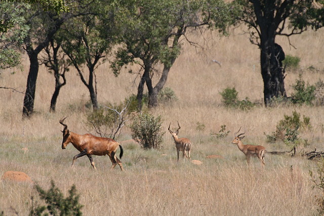 Kgaswane Mountain Reserve 19-04-09 Kgaswane Mountain Reserve 19-04-09