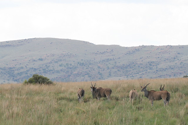 Kgaswane Nature Reserve 14-02-09 068 Kgaswane Nature Reserve 14-02-09 068