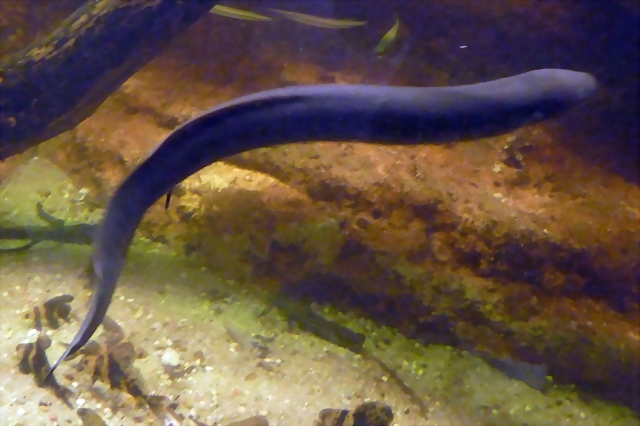 Lepidosiren paradoxa 2 (26-10-18 Acuario Zaragoza) Lepidosiren paradoxa 2 (26-10-18 Acuario Zaragoza)