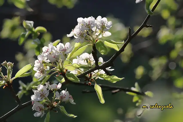 08, flor del albrchigo, marca