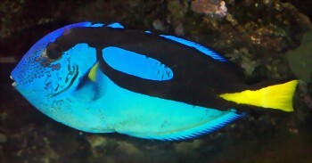 Paracanthurus hepatus Kew Paracanthurus hepatus Kew
