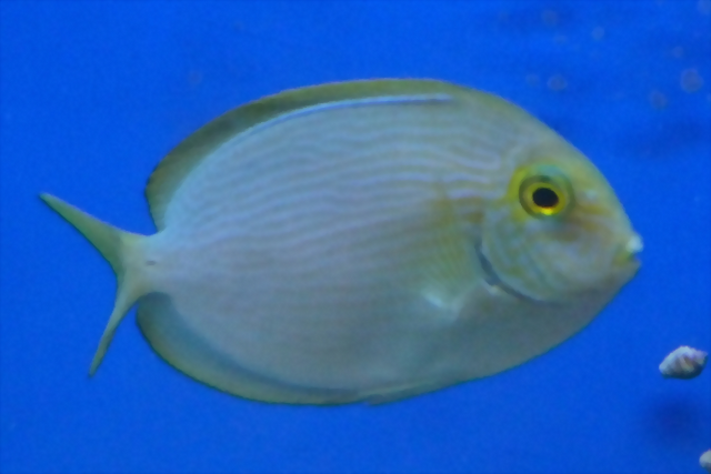 Acanthurus mata Acanthurus mata