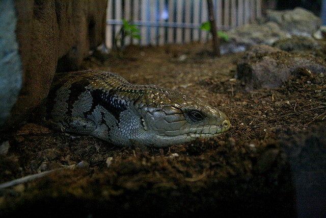 CosmoCaixa 06-03-11 i Zoo de Barcelona 07-03-11 026 CosmoCaixa 06-03-11 i Zoo de Barcelona 07-03-11 026