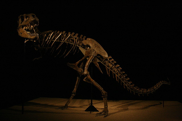 CosmoCaixa 06-03-11 i Zoo de Barcelona 07-03-11 031 CosmoCaixa 06-03-11 i Zoo de Barcelona 07-03-11 031
