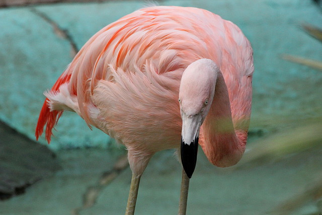 Zoo de Barcelona 02-12-11 001