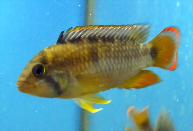 Apistogramma nijsseni Apistogramma nijsseni