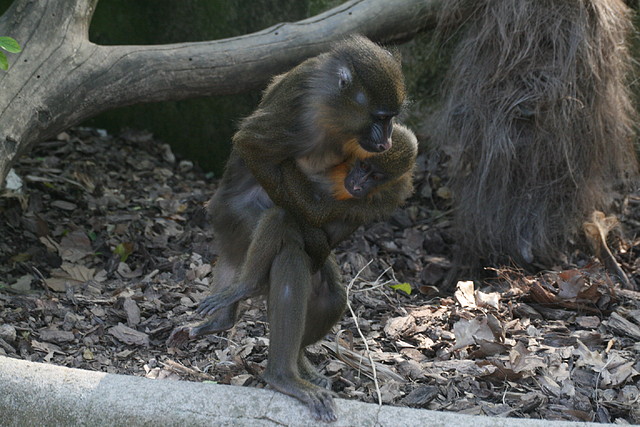 Zoo de Barcelona 20-04-11 034 Zoo de Barcelona 20-04-11 034