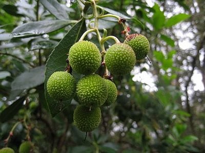 Ibias_Rio_de_Porcos_Borrachinos Ibias_Rio_de_Porcos_Borrachinos