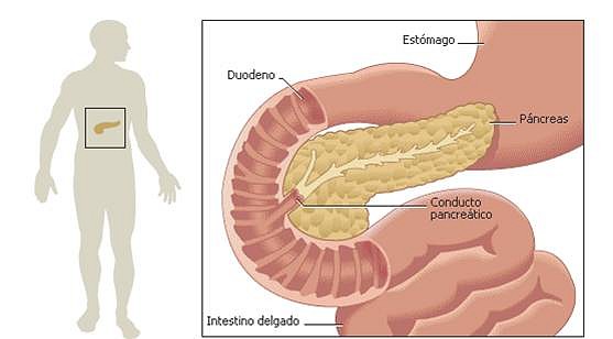 pancreas