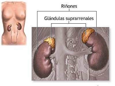 suprarenales