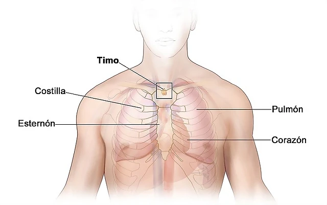 timo timo