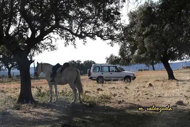 14, correcaminos, marca