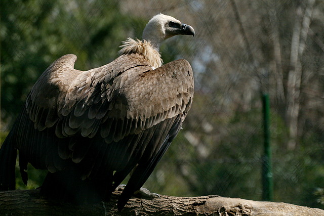 Zoo de Barcelona 13-03-11 767 Zoo de Barcelona 13-03-11 767