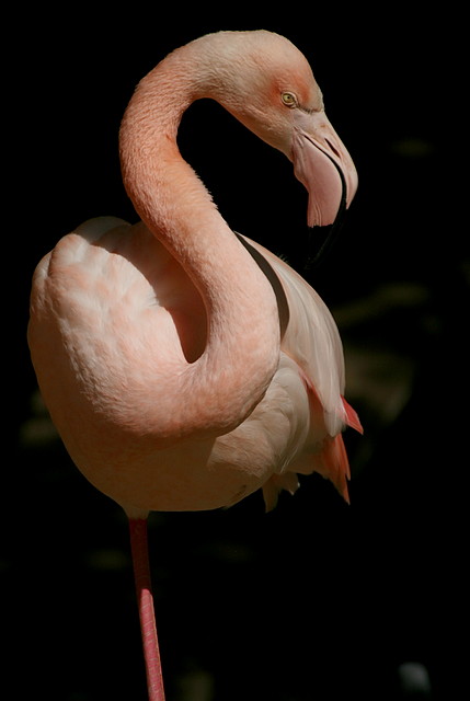 Zoo de Barcelona 13-03-11 712 Zoo de Barcelona 13-03-11 712