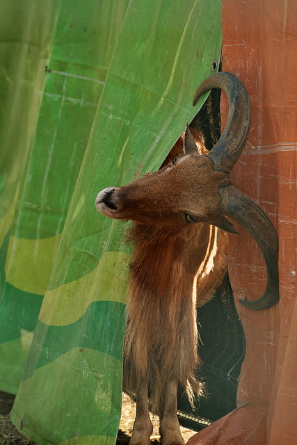 Zoo de Barcelona 12-04-11 090 Zoo de Barcelona 12-04-11 090
