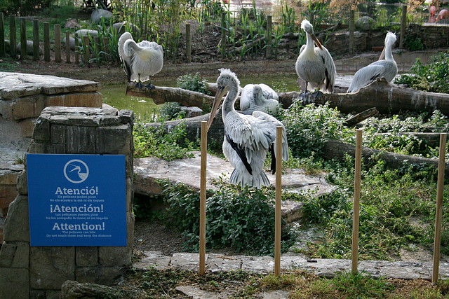 Zoo de Barcelona 12-04-11 273 Zoo de Barcelona 12-04-11 273