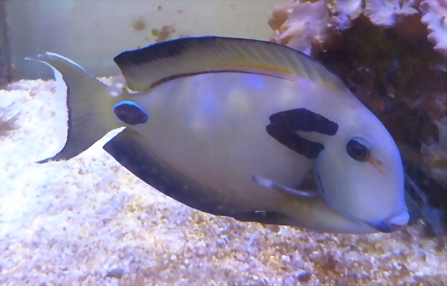 Acanthurus tennentii Acanthurus tennentii