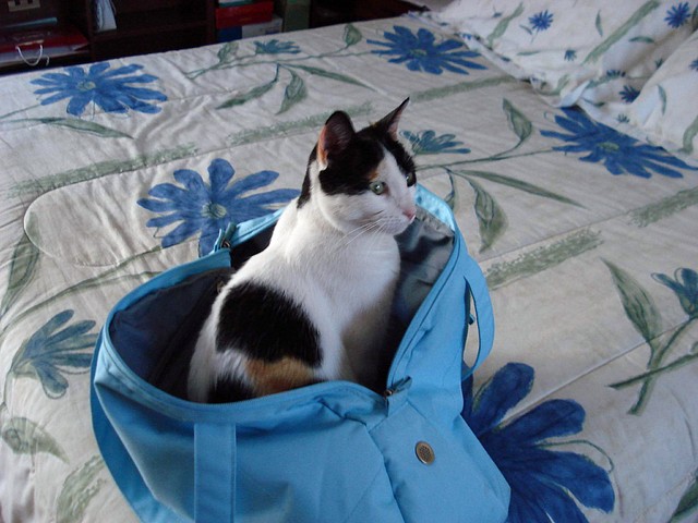 mi bb! mi bb!